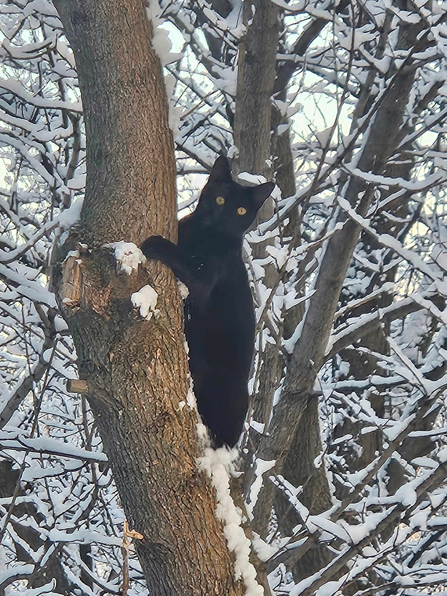 Bagheera is registered to the contest to win money with this photo: black_cat, tree, snow, winter, forest, animal, wildlife, nature, outdoor, branches, climbing, feline, yellow_eyes, cold, season, trunk, snowy, daylight, wild, quiet