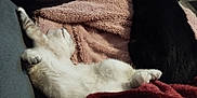 Lune participe au concours pour gagner de l'argent avec cette photo : cat, sleeping, white_cat, black_cat, blanket, couch, cozy, indoor, resting, fur, pet, animal, relaxing, soft_texture, home, comfort, napping, feline, two_cats, warm