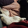 cat, sleeping, white_cat, black_cat, blanket, couch, cozy, indoor, resting, fur, pet, animal, relaxing, soft_texture, home, comfort, napping, feline, two_cats, warm