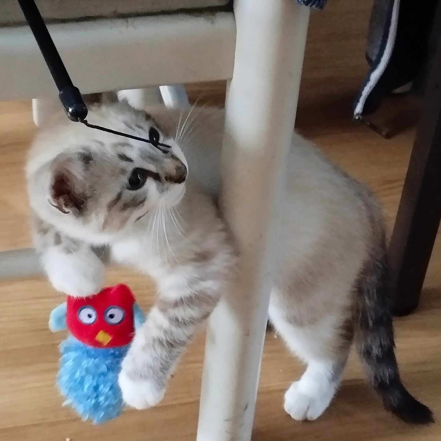 Lune a rejoint le concours — aidez-le/la à gagner de superbes lots ! animal, bird_toy, cat, chair, curious, cute, domestic, feline, gray, indoor, kitten, paw, pet, playful, striped, table_leg, toy, white, wooden_floor, young_cat