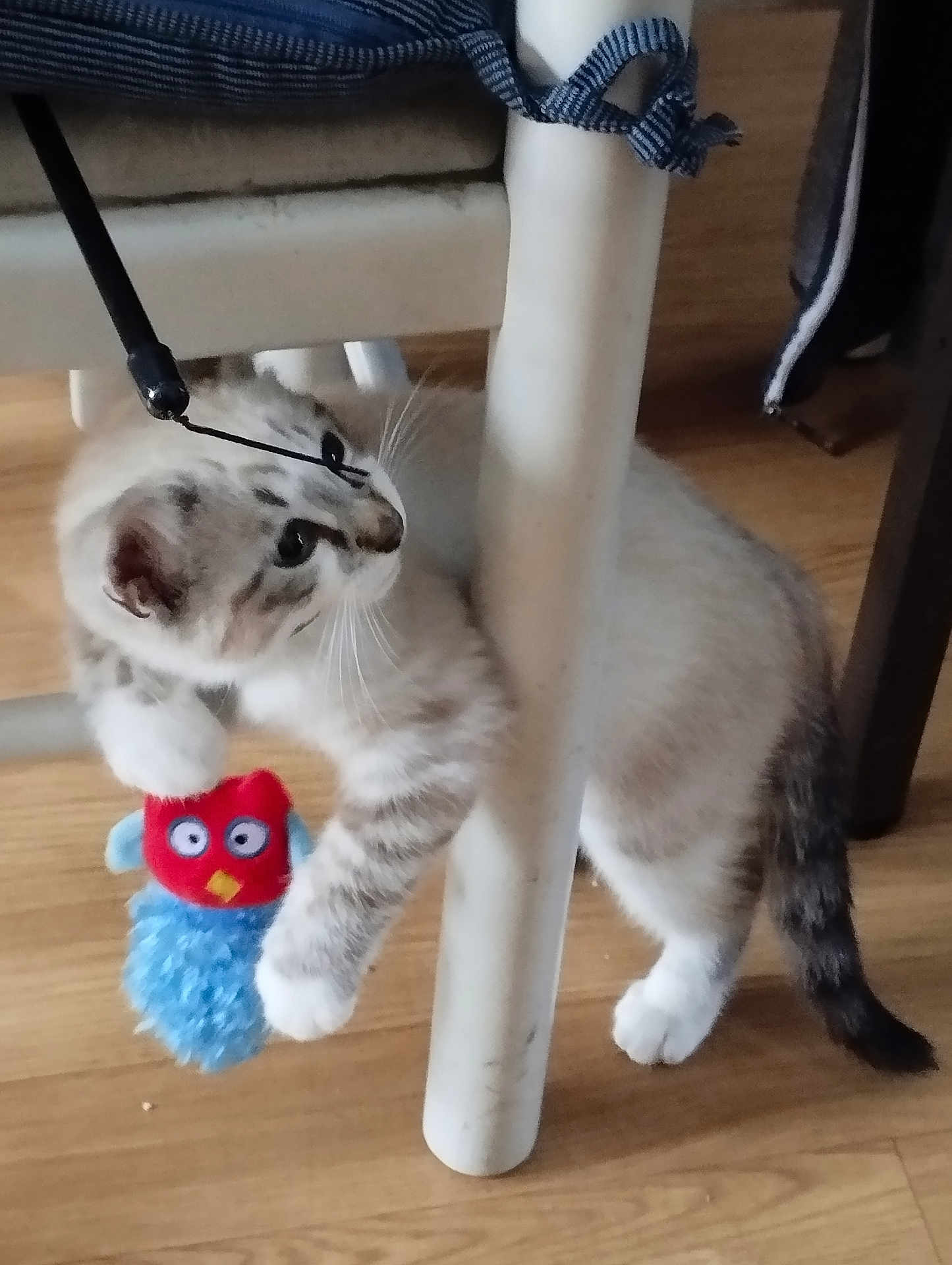Lune a rejoint le concours — aidez-le/la à gagner de superbes lots ! kitten, cat, toy, bird_toy, chair, table_leg, wooden_floor, playful, curious, pet, indoor, feline, paw, white, gray, striped, young_cat, animal, domestic, cute