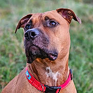 Gino a rejoint le concours — aidez-le/la à gagner de superbes lots ! black_muzzle, brown_dog, brown_fur, canine, close_up, collar, dog, eyes, floppy_ears, grass, headshot, nose, outdoor, pet, photography, portrait, red_collar, short_hair, sitting, white_chest