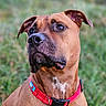 black_muzzle, brown_dog, brown_fur, canine, close_up, collar, dog, eyes, floppy_ears, grass, headshot, nose, outdoor, pet, photography, portrait, red_collar, short_hair, sitting, white_chest