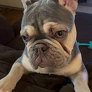 Milo is registered to the contest to win money with this photo: dog, french_bulldog, pet, close_up, indoor, couch, brown_furniture, ears, wrinkles, face, animal, canine, companion, video_call, woman, technology, expression, phone_screen, portrait, home