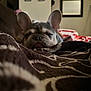 Milo is registered to the contest to win money with this photo: dog, french_bulldog, blanket, indoor, pet, sleepy, closeup, cozy, brown, pattern, ears, face, resting, home, furniture, wall, decor, portrait, cute, animal