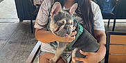 Milo joined the competition — help win amazing prizes! woman, dog, french_bulldog, puppy, glasses, table, green_marble, chair, outdoor, people, elderly, eating, casual_clothing, smiling, happy, seated, restaurant, daylight, cement_floor, fence