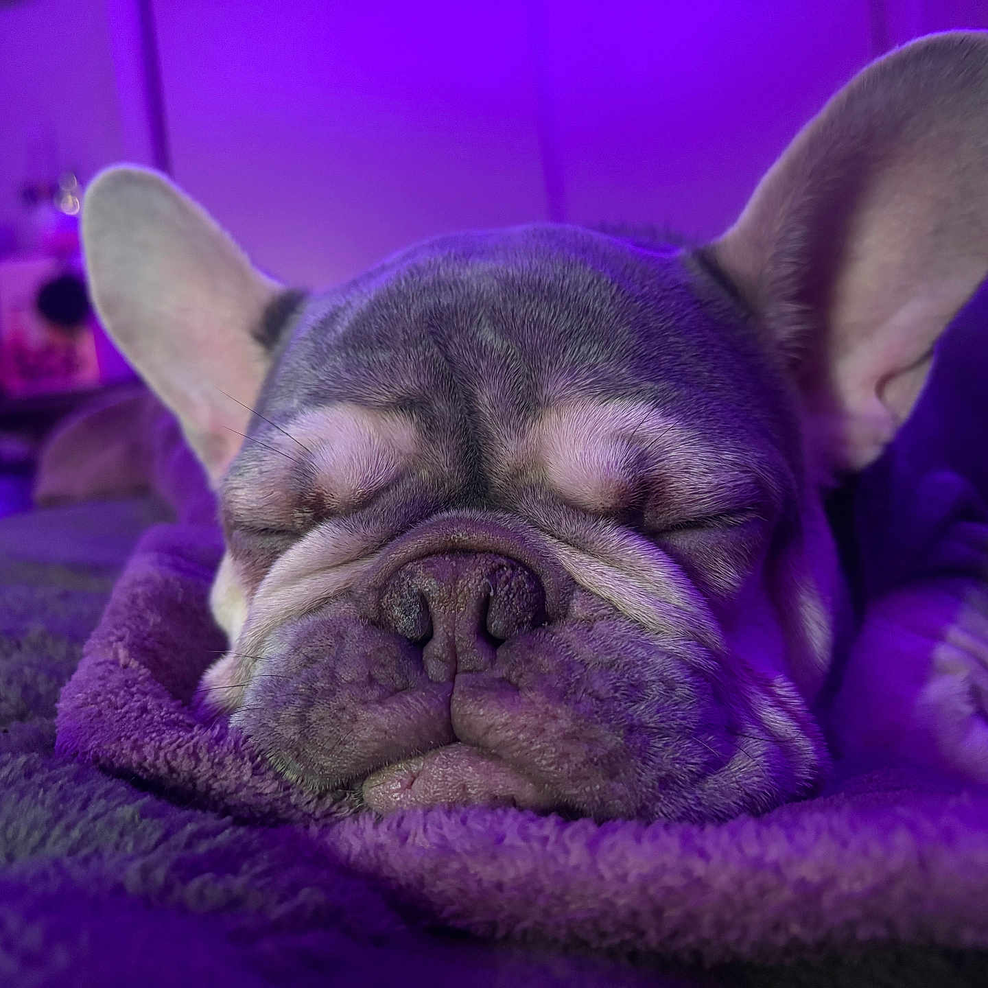 Milo joined the competition — help win amazing prizes! animal, blanket, close_up, companion, cozy, cute, dog, ears, french_bulldog, fur, indoor, muzzle, pet, portrait, purple_light, relaxed, resting, sleeping, snout, soft_texture