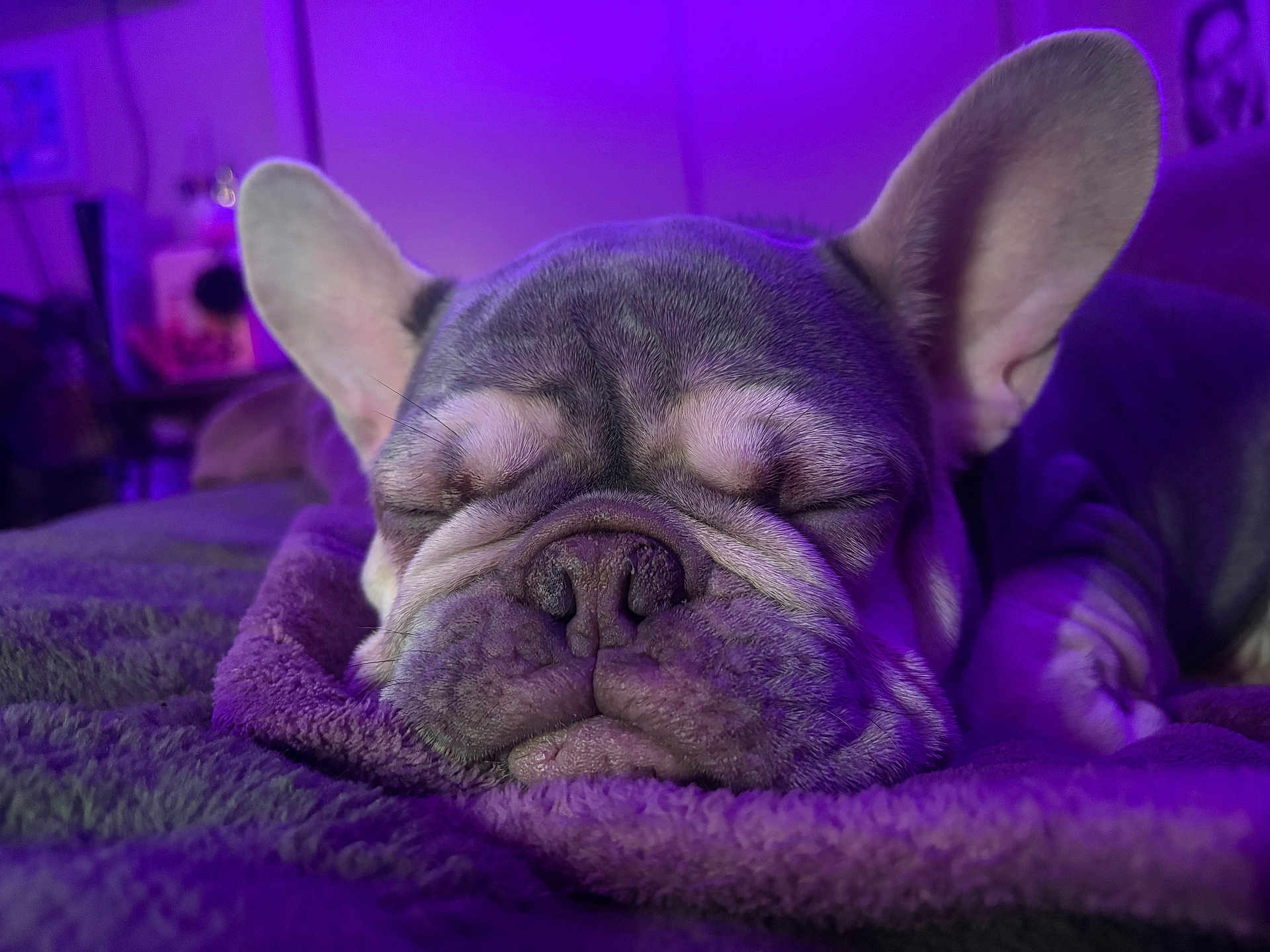 Milo