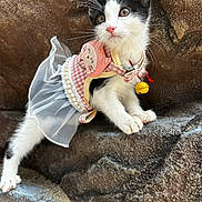Mocha is registered to the contest to win money with this photo: kitten, cat, black_and_white, pet, outdoor, rock, curious, costume, dress, bell, collar, whiskers, feline, cute, young, animal, portrait, small, clothing, texture
