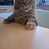 brown_fur, cat, curtains, domestic_animal, face, feline, fluffy, green_eyes, indoor, kitchen, looking, microwave, natural_light, paws, pet, relaxed, sitting, tabby, table, window