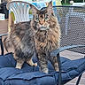 animal, cat, chair, cushion, domestic_cat, fluffy_fur, furniture, garden, green_eyes, home, maine_coon, nature, outdoor, patio, pet, plastic_chair, relaxed, table, tablecloth, wooden_deck