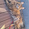 animal, cat, cute, daylight, deck, domestic_animal, ears, feline, fluffy, leash, long_hair, nature, outdoor, pet, relaxed, resting, sunlight, tail, whiskers, wooden_floor