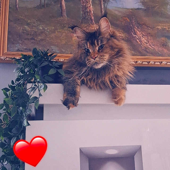 Venezia participe au concours pour gagner de l'argent avec cette photo : cat, long_hair, indoor, plant, painting, framed_art, ledges, feline, relaxed, decor, greenery, heart_emoji, wall, portrait, cozy, home, resting, fur, animal, cute