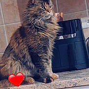 Venezia participe au concours pour gagner de l'argent avec cette photo : cat, long_hair, feline, kitchen, countertop, appliance, tile_wall, domestic_animal, pet, fur, whiskers, ears, paws, red_heart, indoor, animal, cute, looking_away, sitting, home