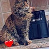 animal, appliance, cat, countertop, cute, domestic_animal, ears, feline, fur, home, indoor, kitchen, long_hair, looking_away, paws, pet, red_heart, sitting, tile_wall, whiskers