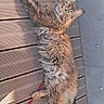 animal, cat, curious, daylight, deck, domestic, ears, feline, fluffy, fur, leash, long_hair, lying_down, outdoor, pet, relaxed, sunlight, tail, whiskers, wooden_floor