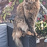 cat, long_hair, furniture, outdoor, garden, plant, flower, couch, pet, animal, sitting, feline, tail, ear, whisker, nature, relaxed, domestic_animal, paws, leaf