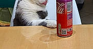 Pharaon a rejoint le concours — aidez-le/la à gagner de superbes lots ! beverage, cat, chair, curious_cat, cutting_board, dining, domestic_cat, food, grey_and_white_cat, indoor, kitchen, meal, pepperoni_pizza, pet, pizza, snack, soda_can, table, tile_wall, wooden_table