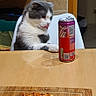 beverage, cat, chair, curious_cat, cutting_board, dining, domestic_cat, food, grey_and_white_cat, indoor, kitchen, meal, pepperoni_pizza, pet, pizza, snack, soda_can, table, tile_wall, wooden_table