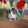 cat, closeup, curious, decor, domestic_animal, flower, furniture, glass_vase, gray_cat, houseplant, indoor, pet, red_flower, sitting, still_life, table, vase, white_cat, white_flower, wooden_table
