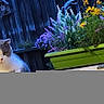 animal, birdhouse, cat, closeup, curious, daylight, decorative_lizard, fauna, flower_pot, flowers, garden, green, nature, outdoor, pet, plant, purple_flowers, summer, wooden_fence, yellow_flowers