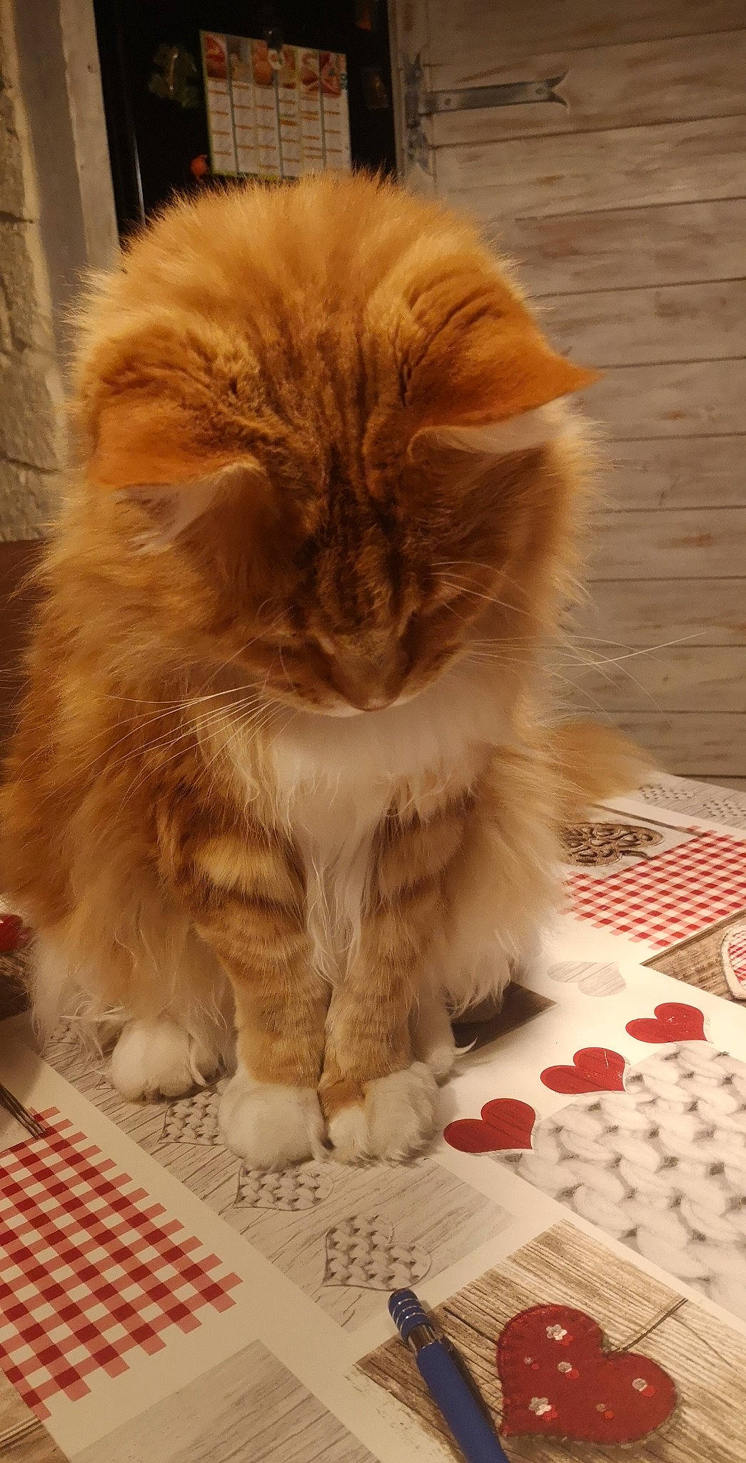 Havana participe au concours pour gagner de l'argent avec cette photo : british_longhair, carnivore, cat, claw, companion_dog, fawn, felidae, flooring, fur, hardwood, pattern, paw, ragdoll, small_to_medium_sized_cats, snout, tableware, tail, terrestrial_animal, whiskers