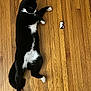 black_and_white, cat, closeup, domestic_cat, feline, figurine, floorboard, hardwood, indoor, lounging, paw, pet, playful, relaxed, sleepy, toy, tuxedo_cat, whiskers, white_belly, wooden_floor