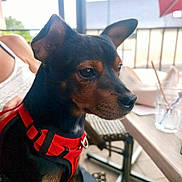 Loky a rejoint le concours — aidez-le/la à gagner de superbes lots ! alert, animal, black_and_tan, cafe, chair, close_up, daylight, dog, glass, outdoor, patio, pet, photography, pointy_ears, portrait, puppy, red_harness, sitting, table, window