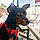 Loky