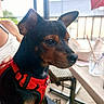 alert, animal, black_and_tan, cafe, chair, close_up, daylight, dog, glass, outdoor, patio, pet, photography, pointy_ears, portrait, puppy, red_harness, sitting, table, window