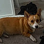 dog, corgi, carpet, indoor, pet, animal, brown, white, fur, ears, face, looking, floor, furniture, blanket, clothing, domestic, cute, lying_down, companion
