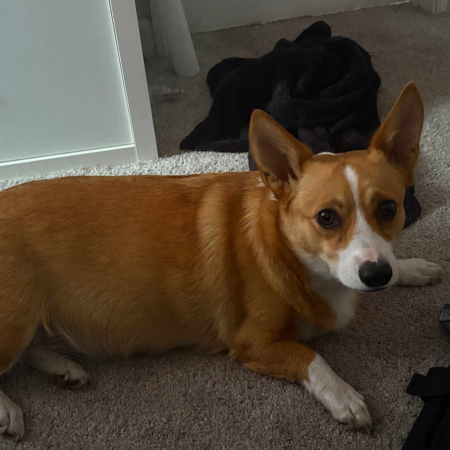 Plum is registered to the contest to win money with this photo: animal, blanket, brown, carpet, clothing, companion, corgi, cute, dog, domestic, ears, face, floor, fur, furniture, indoor, looking, lying_down, pet, white