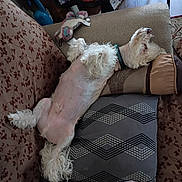 Turbo is registered to the contest to win money with this photo: dog, white_dog, small_dog, fluffy, long_hair, belly_up, sleeping, relaxed, pet, animal, couch, armchair, cushion, patterned_fabric, living_room, indoor, home, toy, red_cup, furniture