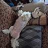 dog, white_dog, small_dog, fluffy, long_hair, belly_up, sleeping, relaxed, pet, animal, couch, armchair, cushion, patterned_fabric, living_room, indoor, home, toy, red_cup, furniture