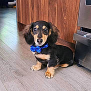 Beau joined the competition — help win amazing prizes! appliance, big_eyes, black_and_tan, blue_bow_tie, bow_tie, cabinet, cute, dachshund, dog, domestic, indoor, kitchen, long_ears, looking_at_camera, pet, puppy, sitting, small_breed, stainless_steel, wood_floor