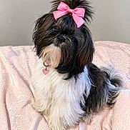 Sophie Lou joined the competition — help win amazing prizes! animal, bed, bedspread, black_and_white, collar, companion_animal, cute, dog, fashionable, fluffy, groomed, heart_tag, indoors, long_hair, pet, pink_bow, portrait, shih_tzu, sitting, small_dog