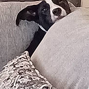 Jack is registered to the contest to win money with this photo: dog, couch, pillow, indoor, pet, black_and_white, stone_wall, cozy, curious, resting, home, furniture, canine, animal, living_room, texture, relaxation, comfort, quiet, peek