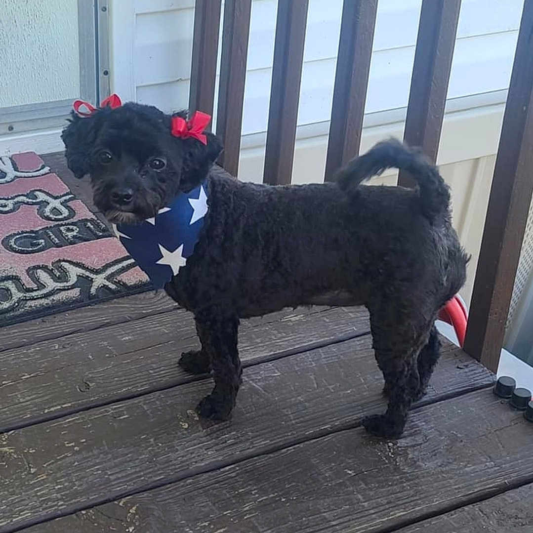Stella joined the competition — help win amazing prizes! affenpinscher, animal, bulldog, canine, cockerspaniel, dog, dogbed, frenchbulldog, hardwood, pet, poodle, pug, puppy, terrier, wood