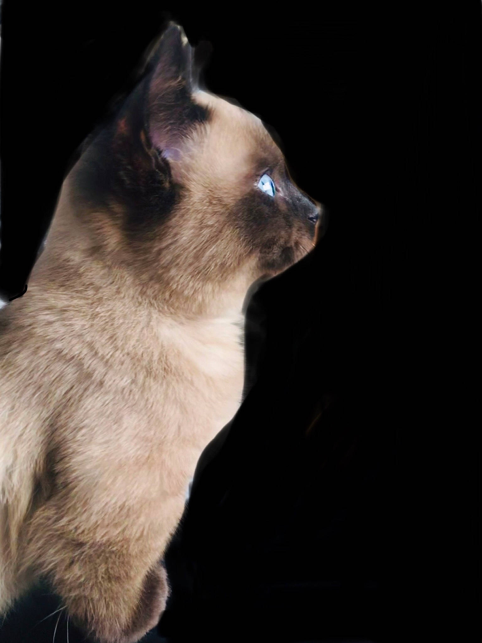 Switch a rejoint le concours — aidez-le/la à gagner de superbes lots ! balinese, birman, carnivore, cat, darkness, domestic_short_haired_cat, fawn, felidae, fur, head, siamese, small_to_medium_sized_cats, snout, tail, terrestrial_animal, thai, tonkinese, whiskers, wildlife, window