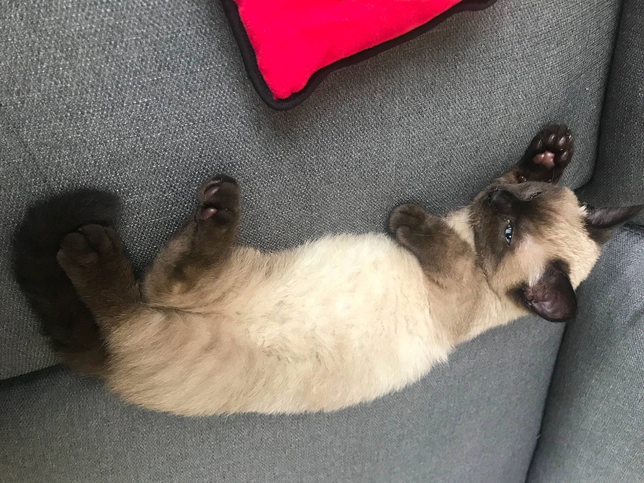 Switch participe au concours pour gagner de l'argent avec cette photo : balinese, canidae, carmine, carnivore, cat, comfort, companion_dog, dog_breed, fawn, felidae, fur, linens, mammal, paw, siamese, small_to_medium_sized_cats, sporting_group, tail, vertebrate, whiskers