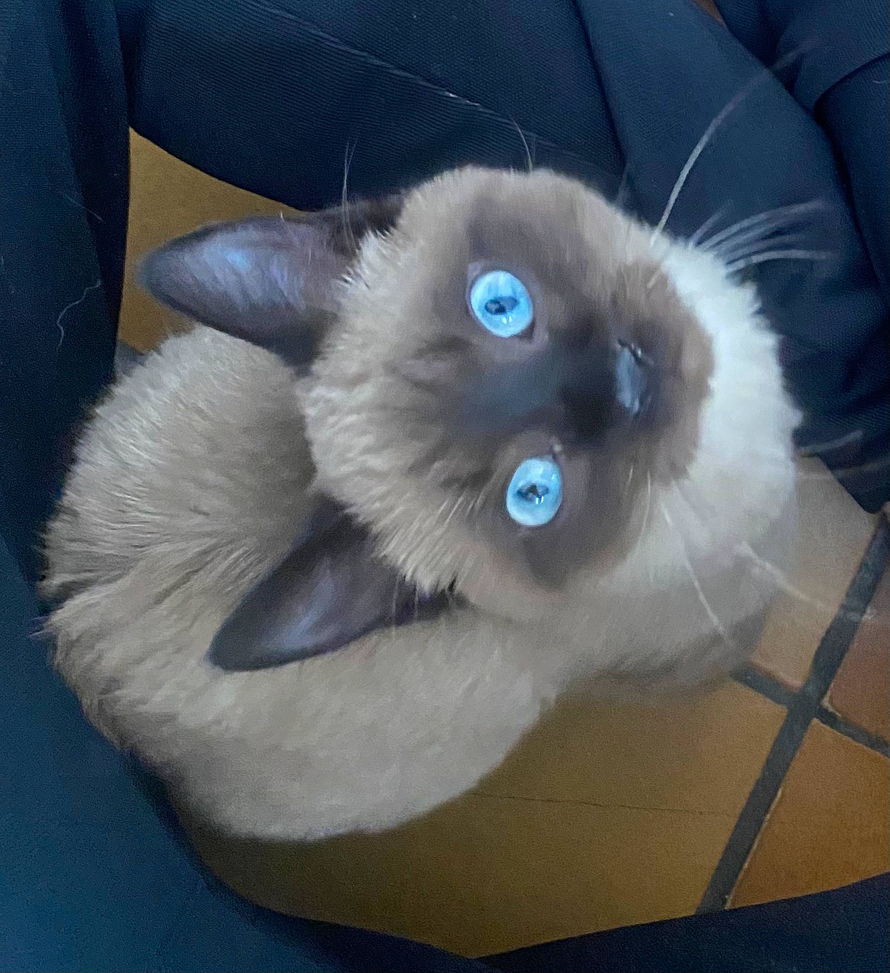 Switch a rejoint le concours — aidez-le/la à gagner de superbes lots ! balinese, birman, carnivore, cat, comfort, electric_blue, fawn, felidae, fur, natural_material, paw, ragdoll, siamese, small_to_medium_sized_cats, snout, tail, terrestrial_animal, whiskers