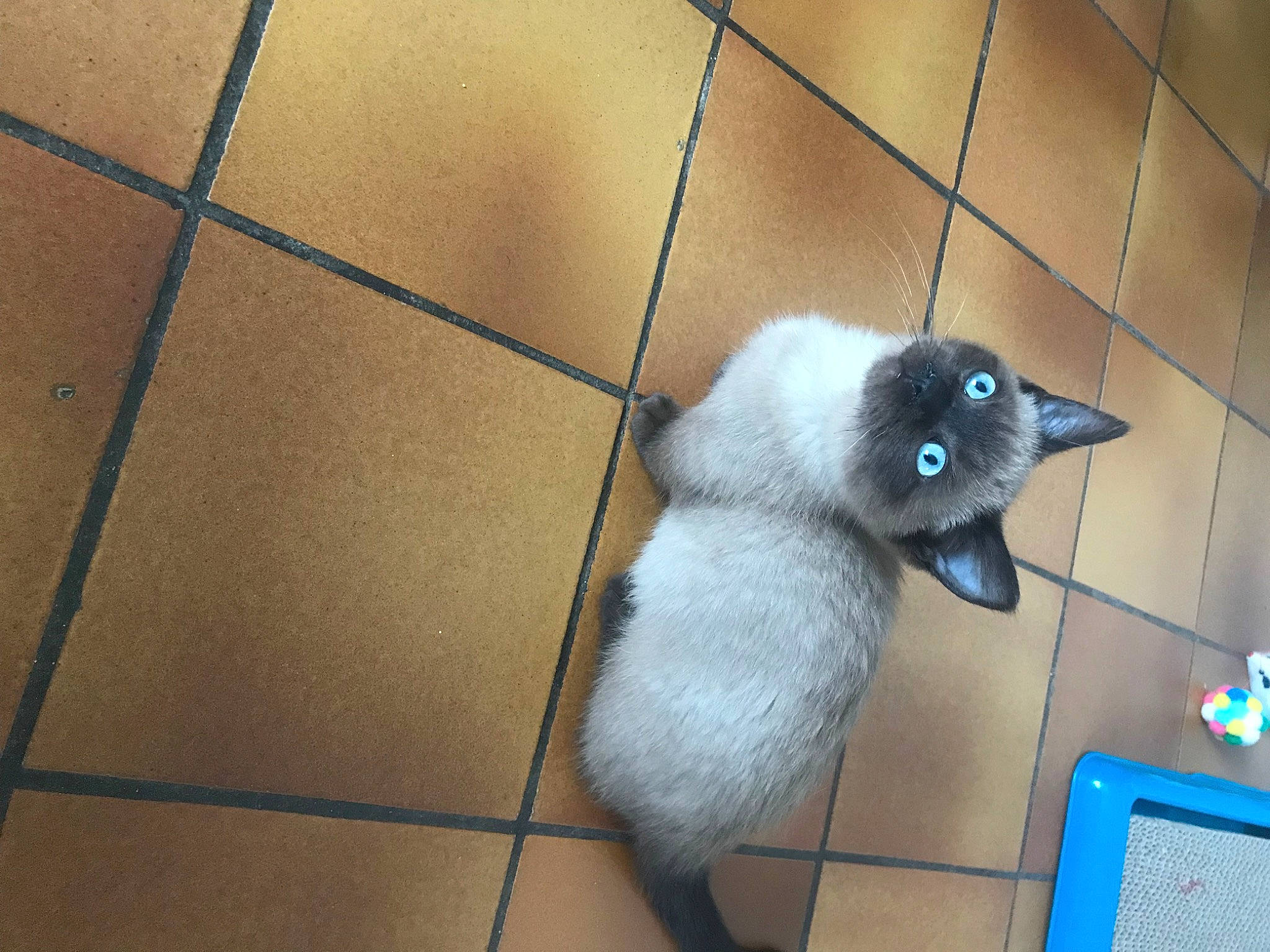 Switch a rejoint le concours — aidez-le/la à gagner de superbes lots ! carnivore, cat, claw, domestic_short_haired_cat, electric_blue, fawn, felidae, floor, flooring, fur, paw, pet_supply, siamese, small_to_medium_sized_cats, snout, tail, thai, tile, tile_flooring, whiskers