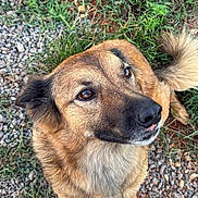 Koda is registered to the contest to win money with this photo: dog, brown_fur, outdoor, grass, gravel, pet, animal, canine, tail, ears, eyes, nose, sitting, nature, portrait, looking_up, fur_texture, cute, friendly, companion