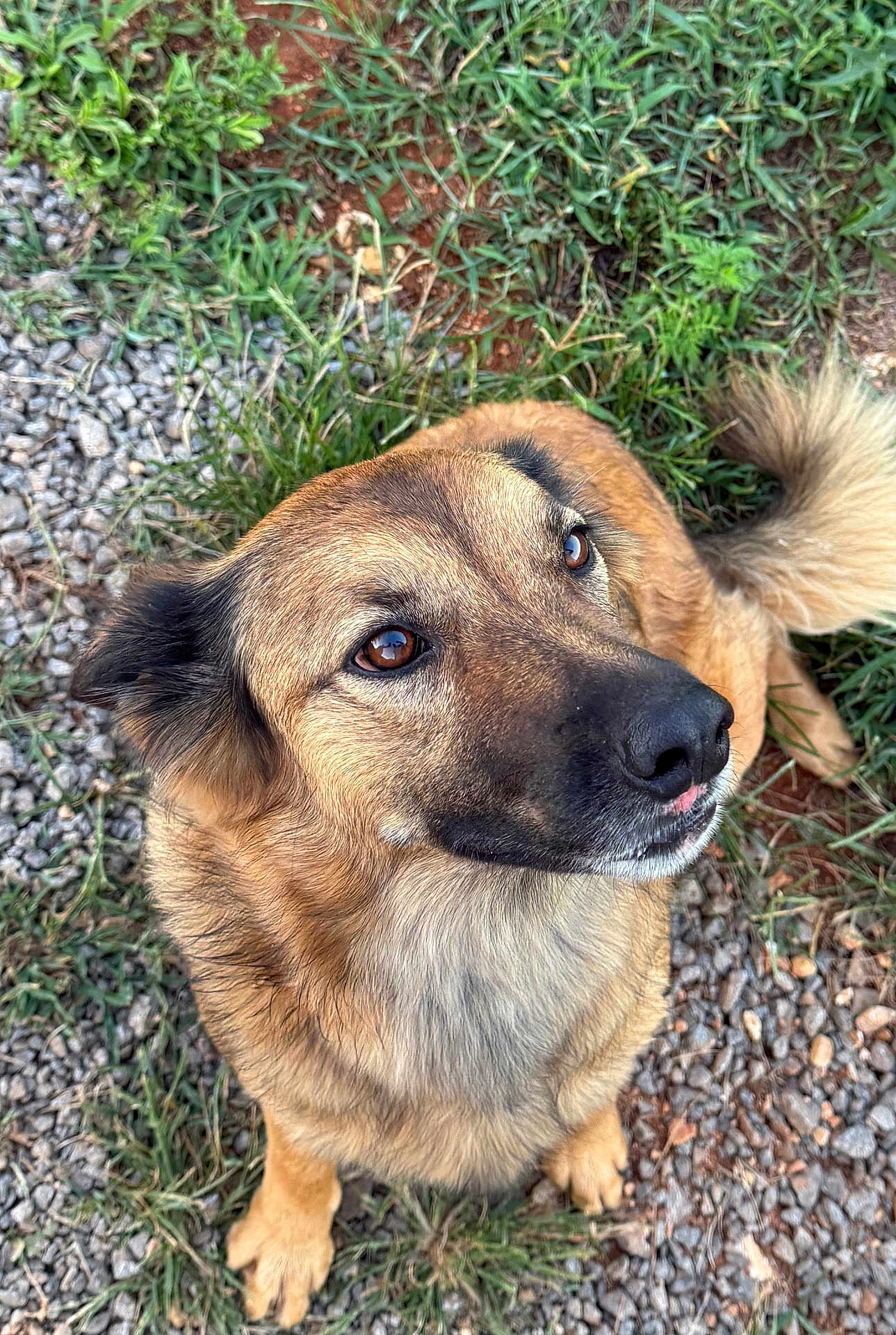 Koda