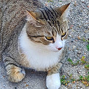 Pattes Blanches a rejoint le concours — aidez-le/la à gagner de superbes lots ! cat, tabby, white_paws, resting, outdoor, gravel, plants, feline, closeup, fur, whiskers, ears, yellow_eyes, animal, pet, nature, quiet, calm, mammal, ground