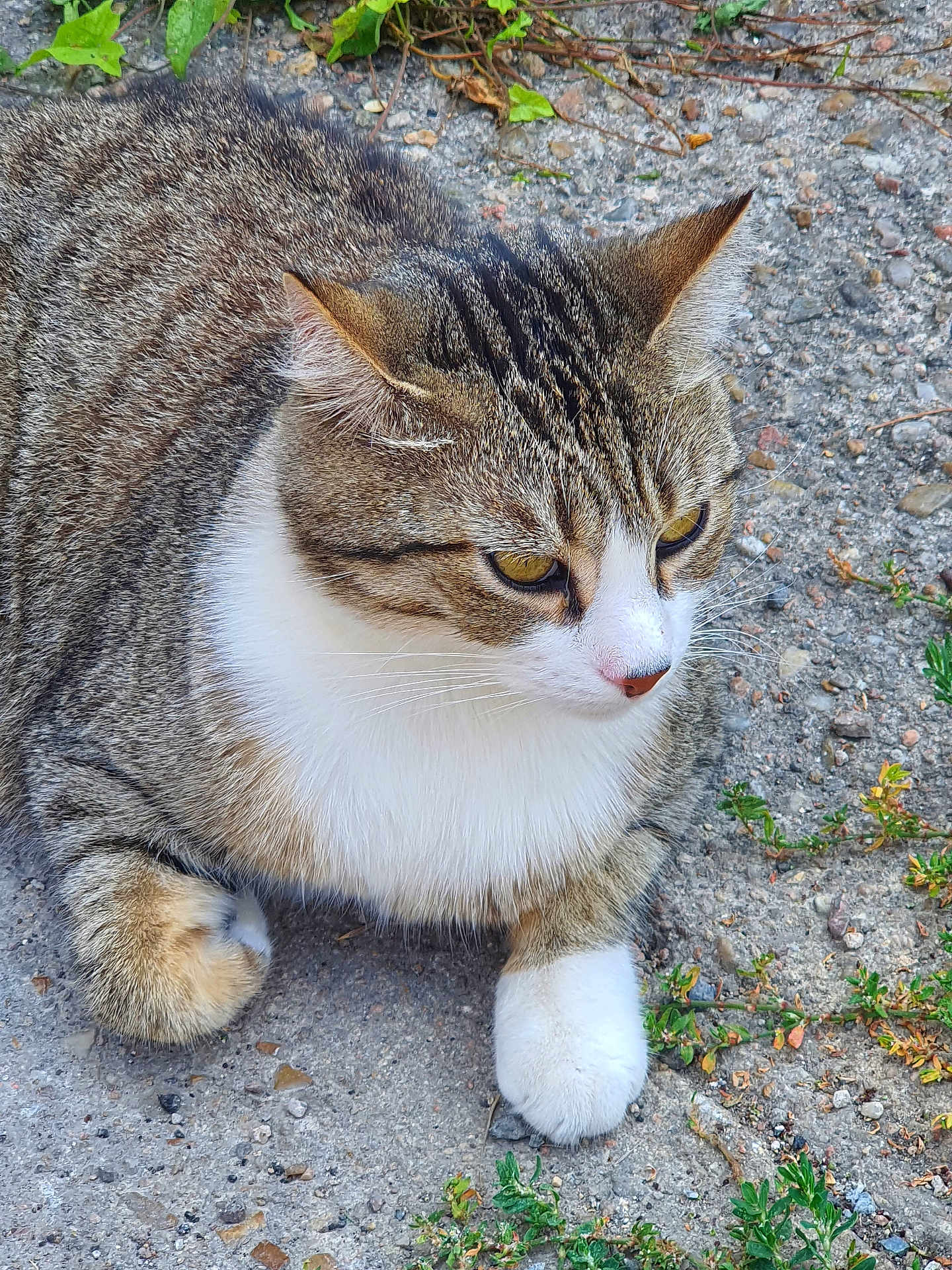Pattes Blanches a rejoint le concours — aidez-le/la à gagner de superbes lots ! cat, tabby, white_paws, resting, outdoor, gravel, plants, feline, closeup, fur, whiskers, ears, yellow_eyes, animal, pet, nature, quiet, calm, mammal, ground