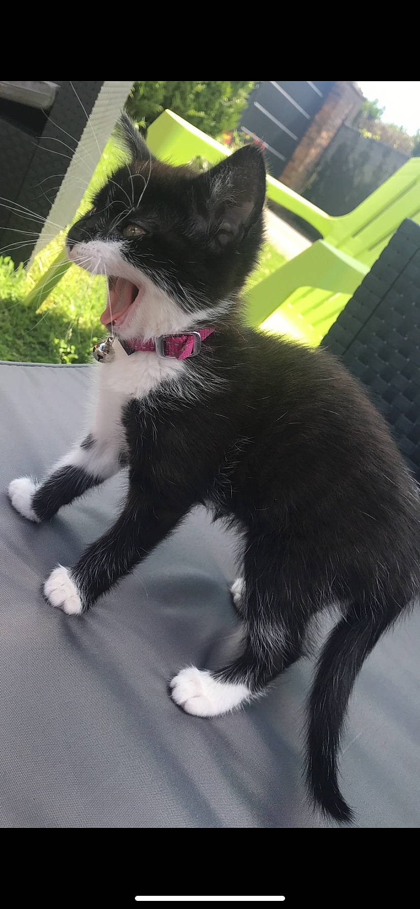 Plume a rejoint le concours — aidez-le/la à gagner de superbes lots ! black_cat, carnivore, cat, domestic_short_haired_cat, facial_expression, felidae, fur, kitten, mammal, polydactyl_cat, small_to_medium_sized_cats, snapshot, snout, tail, whiskers