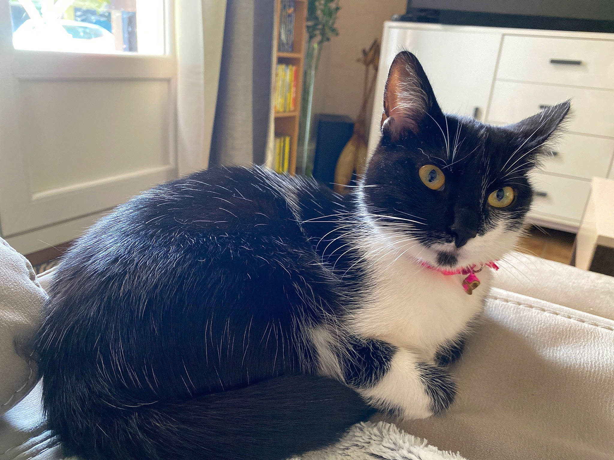 Plume participe au concours pour gagner de l'argent avec cette photo : asian, black, black_cat, carnivore, cat, domestic_short_haired_cat, ear, european_shorthair, eye, felidae, fur, kitten, mammal, polydactyl_cat, small_to_medium_sized_cats, tail, whiskers