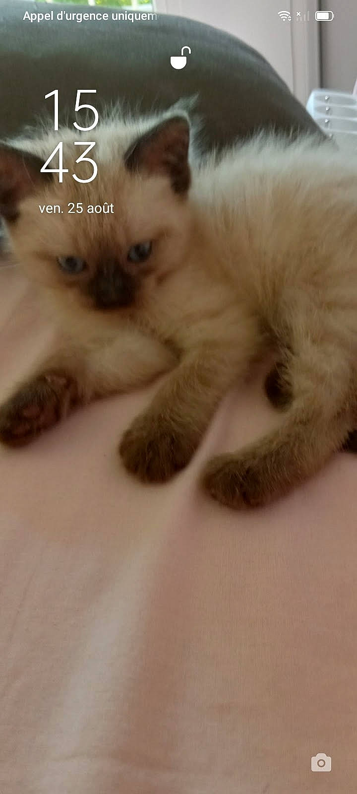 Cookie participe au concours pour gagner de l'argent avec cette photo : balinese, birman, carnivore, cat, claw, companion_dog, fawn, felidae, fur, nap, paw, photo_caption, ragdoll, siamese, small_to_medium_sized_cats, snout, tail, terrestrial_animal, thai, whiskers