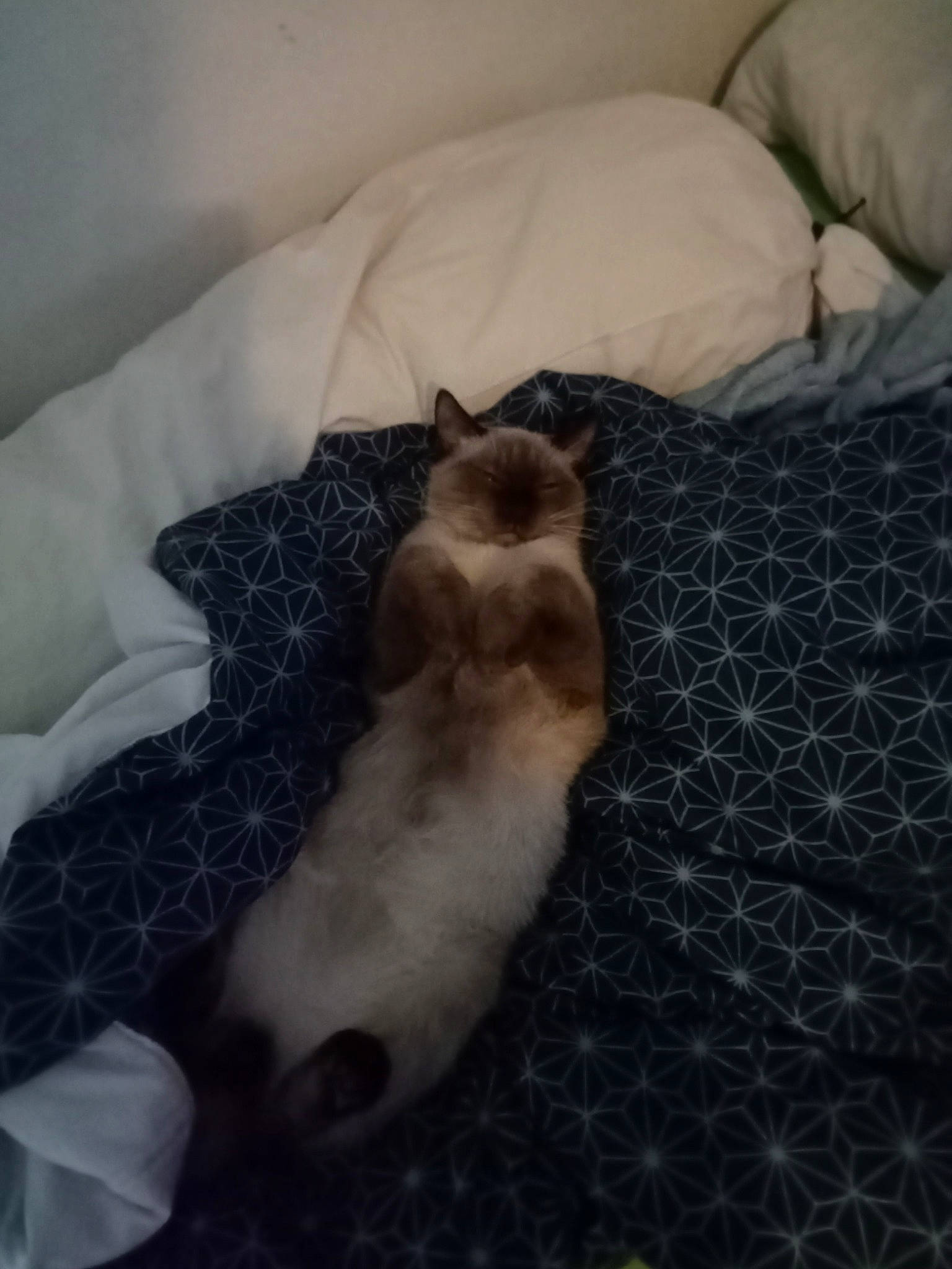 Cookie participe au concours pour gagner de l'argent avec cette photo : carnivore, cat, comfort, companion_dog, couch, dog_breed, fawn, felidae, flooring, fur, grey, hardwood, linens, paw, room, small_to_medium_sized_cats, tail, vertebrate, whiskers, wood